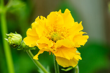 Macro shot of yellow Geum 'Lady Stratheden' flowers in a residential garden.