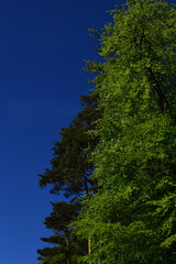 Fototapeta premium Grüne Bäume im Abendlicht, hellgrün frisch ausgetriebenes Laub im Frühling, dunkelblauer Himmel
