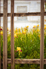Old broken picket fence in rural garden. Yellow iris flowers and white house in blurred background