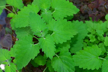 The bright green leaves of lemon balm have a strong refreshing scent.