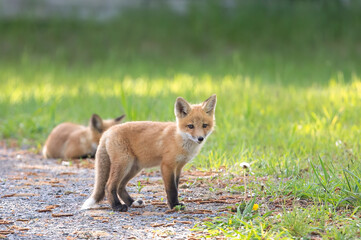 Red fox kit (Vulpes vulpes) walking in a grassy meadow deep in the forest in early spring in Canada