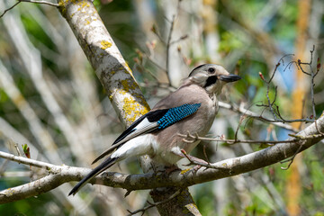 jay sits on a tree against a background of trees