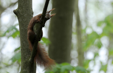 Squirrel is sitting in a tree in the forest