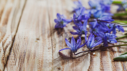 Spring natural floral background of blue flowers on wooden boards. Copy space