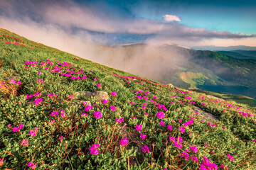 Sunny morning scene of Chornogora mountain range with Hoverla peak on background. Blooming pink...