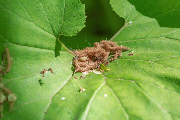 Burdock leaf. A genus of biennial plants of the Asteraceae family. Bright juicy leaf in the daytime