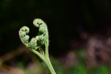 Adlerfarn, Pteridium aquilinum, im Fr&uuml;hling in Herzform in der Sonne mit Hintergrund und Copy space f&uuml;r Muttertag, Valentinstag