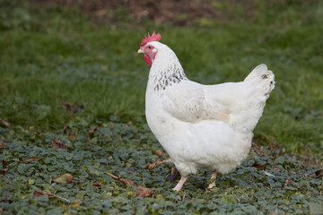White Sussex chicken free range in a garden