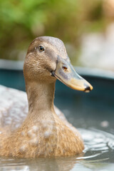 Close up of a wild mallard duck in water