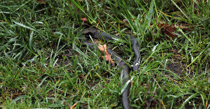 Dead snake on a dirt road