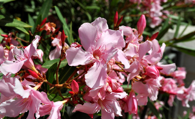 Close-up photo of beautiful bright pink oleander flowers.Nerium oleander is a shrub or small tree cultivated worldwide in temperate and subtropical areas.