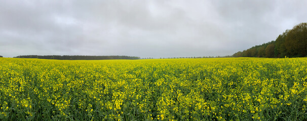 Yellow flowering rape field cultivated landscape