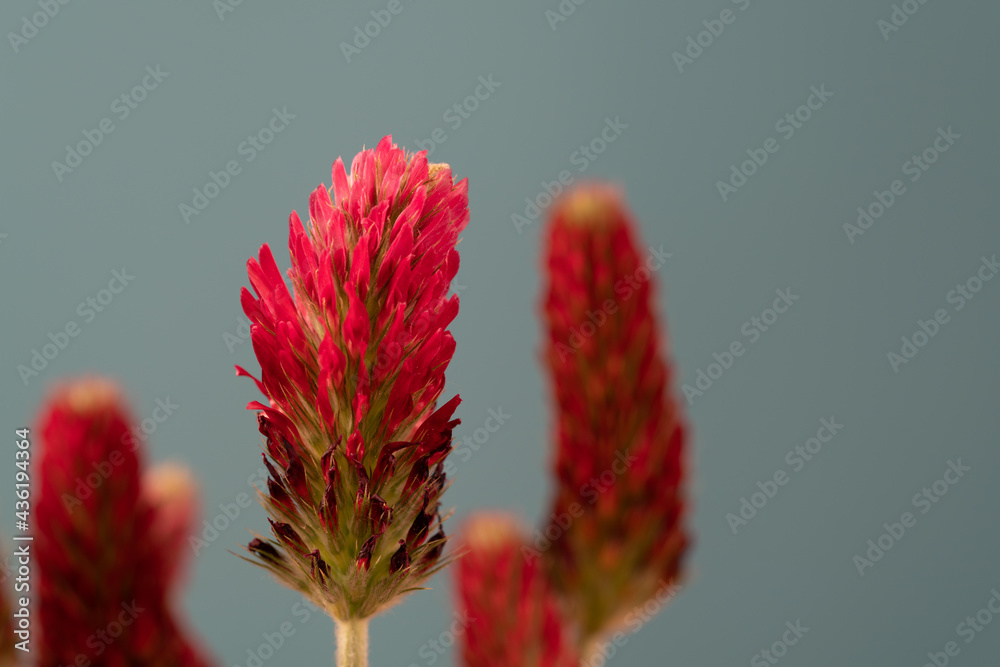 Wall mural abstract blurred nature background clover flower. abstract nature bokeh pattern