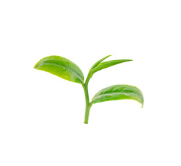 green tea leaves isolated on white background