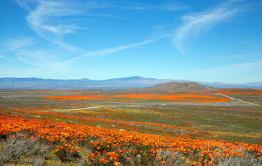 Desert Field view of California Golden Poppies under blue cirrus sky in the high desert of southern California USA