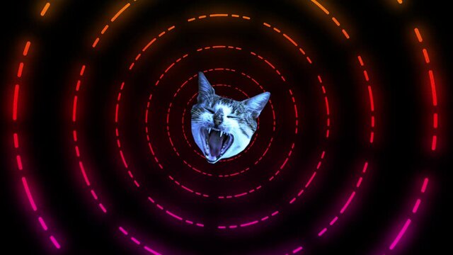 Animation art. Looping graphic animation. The rotating head of a cat in neon tunnel colour space