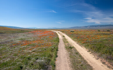 Desert dirt road through field of California Golden Poppies in the high desert of southern California USA