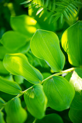 Obraz premium large green leaves on a branch in summer in garden park summer 