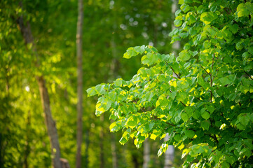 green leaves of a lime tree in the foreground garden forest 