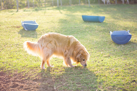 Cachorro da raça golden retriever farejando a grama do pasto. Ao fundo comedouros de ração das vacas.