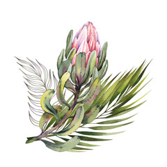 Watercolor protea flower. Hand drawn illustration on white background.