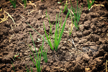 A bed with green onions. Fresh green onion sprouts grow in the ground. Garden.