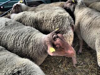Naklejka premium Des moutons dans une expotition agricole, Berry, France