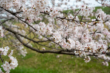 桜