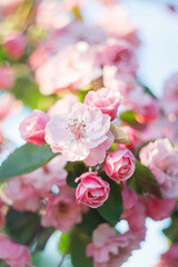 Apple tree branches with pink flowers