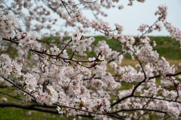 Fototapeta premium 桜の枝