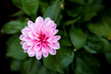 Fototapeta premium pink flower
