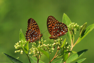 Butterfly Pair on Milkweed