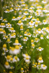White lush chamomile flowers grow in spring garden