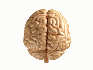 3d illustration of human brain made of wood. Front view of wooden human brain