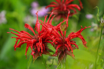 Bee Balm Pair in Green