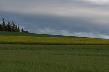 Champs au printemps 3