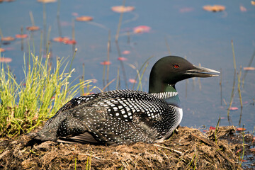 Common Loon Photo. Close-up view nesting on its nest with marsh grasses, mud and water  in its environment and habitat.  Loon on Nest. Loon in Wetland. Loon on Lake Image. Picture. Portrait. Photo.
