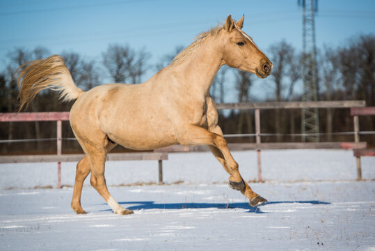 Palomino im Schnee