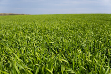 Young green wheat seedlings growing in soil on a field. Close up on sprouting rye on a field. Sprouts of rye. Sprouts of young barley or wheat that have sprouted in the soil. Agriculture, cultivation.
