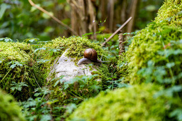 Forest floor scene with a snail moving across moss covered rocks