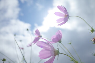 気分がよくなる明るい花たち