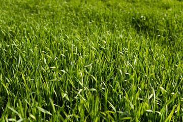 Young green wheat seedlings growing in soil on a field. Close up on sprouting rye on a field. Sprouts of rye. Sprouts of young barley or wheat that have sprouted in the soil. Agriculture, cultivation.
