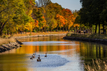 Obraz na płótnie Canvas Autumn on a beautiful river with swans