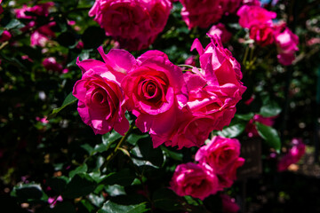 薔薇園で咲き乱れる薔薇の花