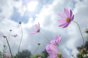 空にに向かって力強い花たち