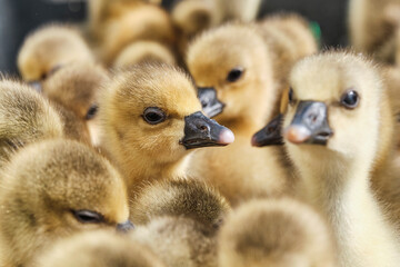 Little yellow goslings