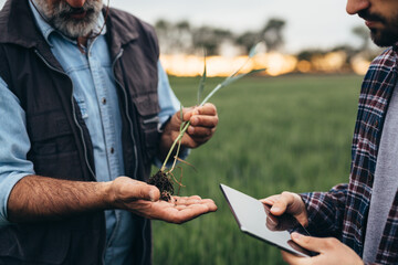 close up of senior worker examine wheat on field © cherryandbees