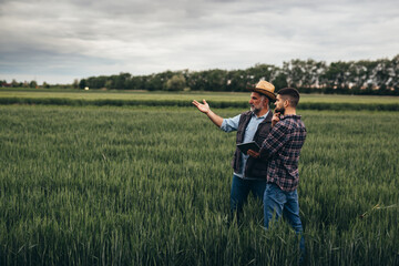 agricultural workers examine wheat on field