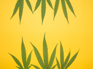 Top view of green cannabis leaves isolated on yellow background. Alternative medicine. Growing organic cannabis herb on the farm. Marijuana plantation for medical concept