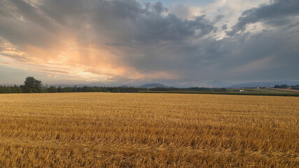 Fototapeta na wymiar a cornfield in austria at sunset